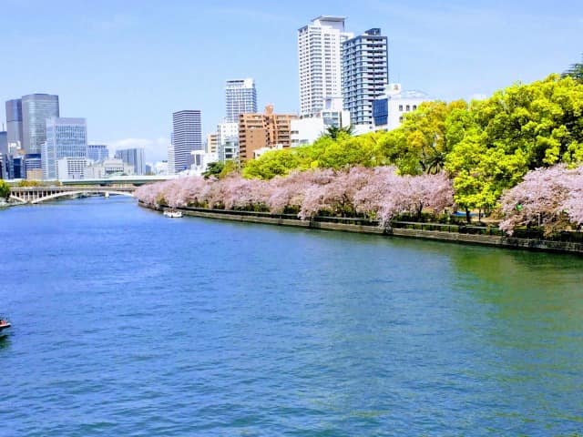 大阪造幣局の桜の通り抜け