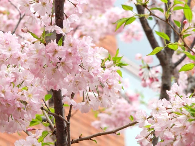 大阪造幣局の桜の通り抜け