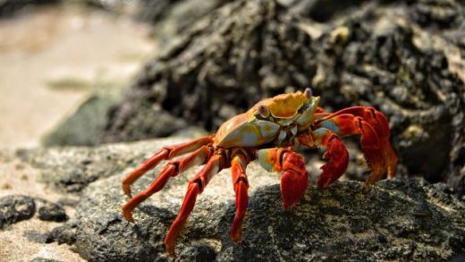 Crabhouseのゲームの内容は?Crabhouseとは?