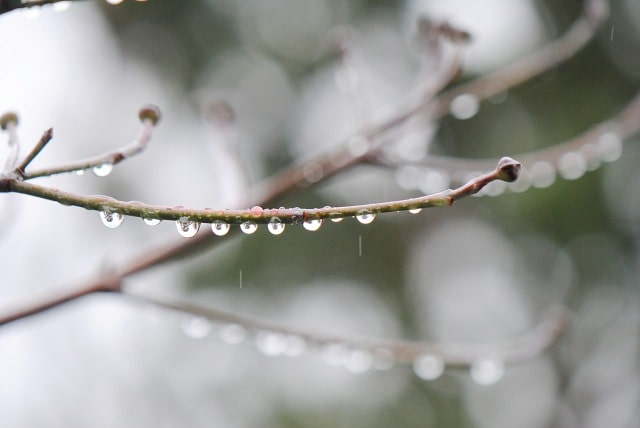 冬の雨