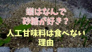 蟻が砂糖好きなのはなぜ？人口甘味料に寄ってこない理由