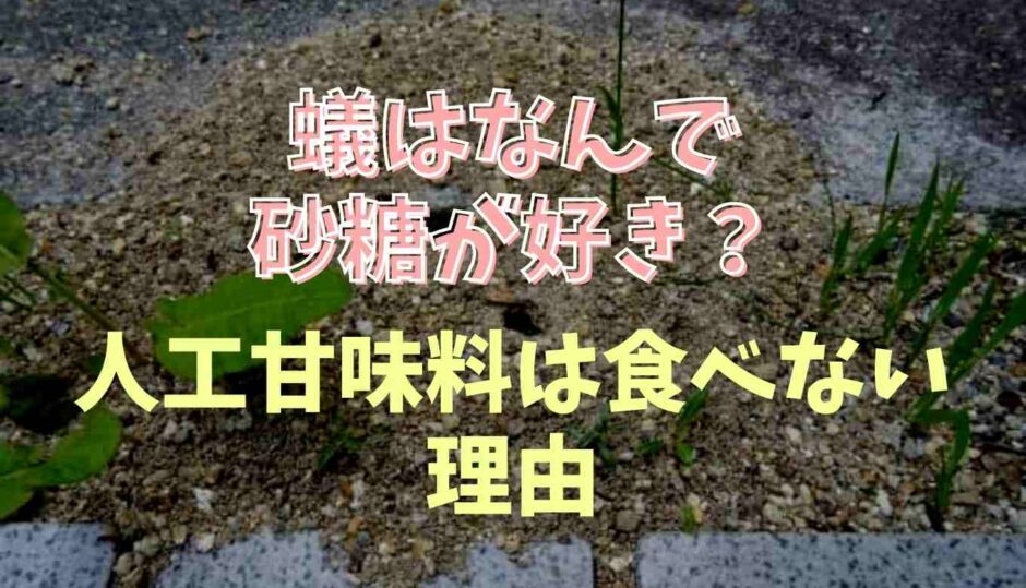 蟻が砂糖好きなのはなぜ？人口甘味料に寄ってこない理由