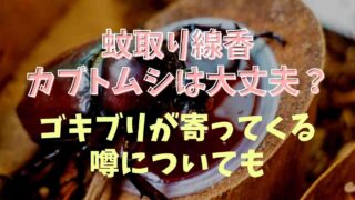 蚊取り線香はカブトムシやクワガタがいても大丈夫？ゴキブリが寄ってくる噂も調査