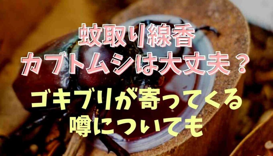 蚊取り線香はカブトムシやクワガタがいても大丈夫？ゴキブリが寄ってくる噂も調査