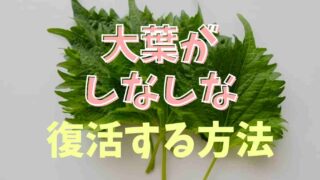 大葉がしなしなは復活できる？長持ちな保存方法も