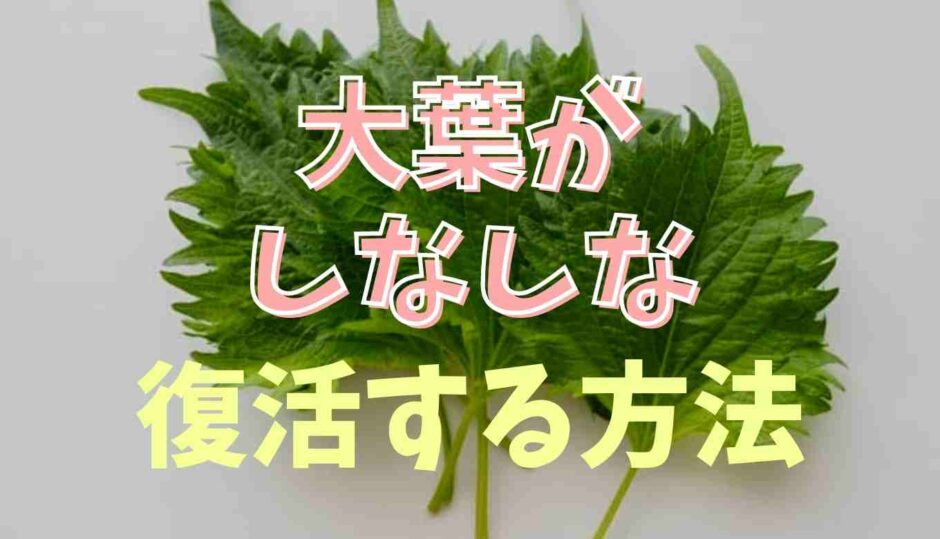 大葉がしなしなは復活できる？長持ちな保存方法も