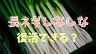 長ネギがしなしなは復活できる？