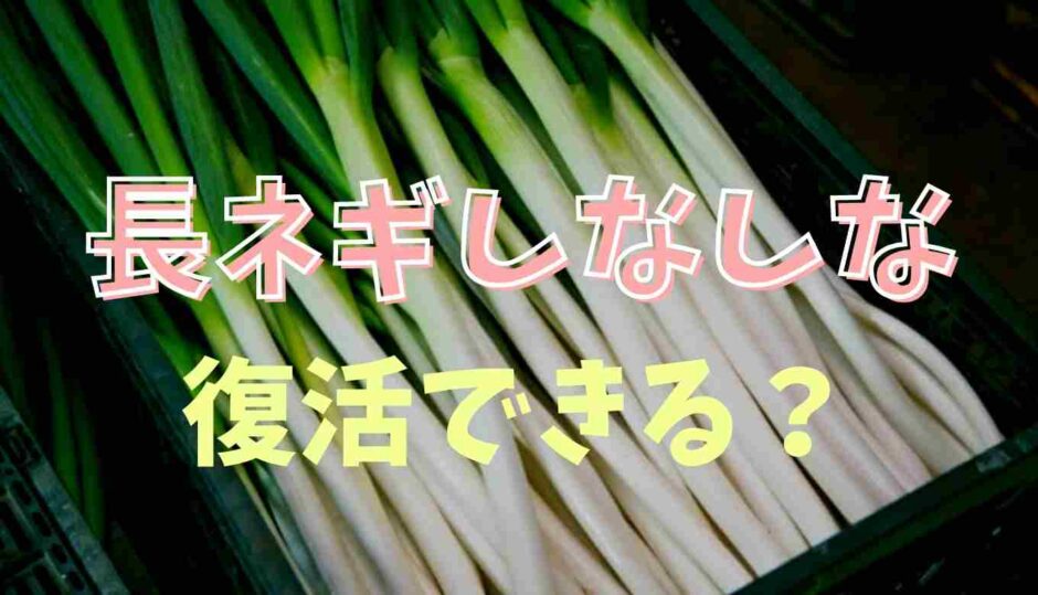 長ネギがしなしなは復活できる？