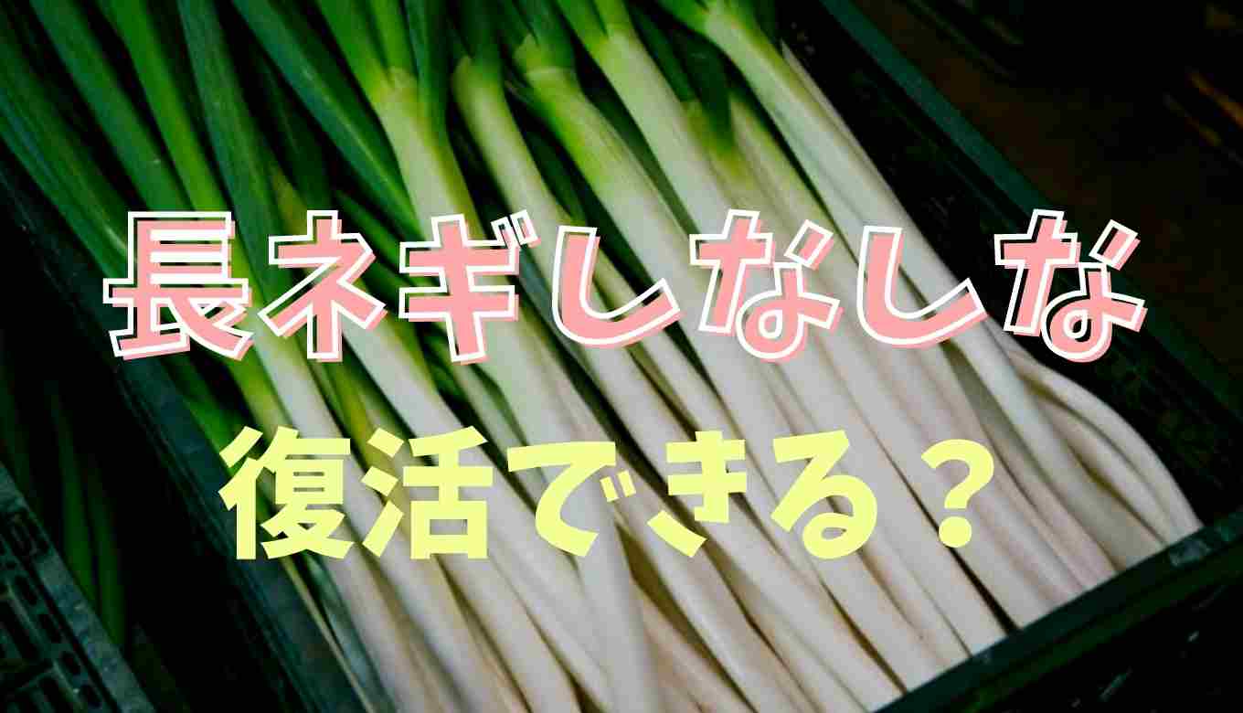 しなびた長ネギは復活できる 食べ方や長持ちする保存方法も るーののブログ