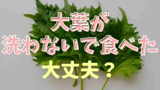 大葉を洗わずに食べたらどうなる？洗い方とポイントも紹介