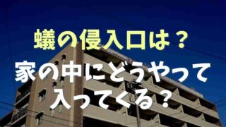 蟻の侵入口はどこ？どうやって入ってくるのか調査