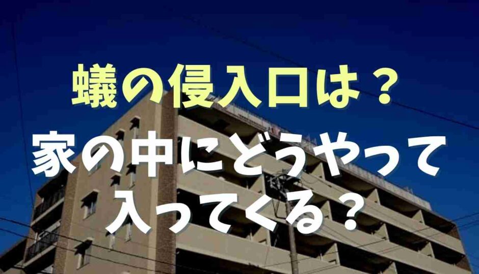 蟻の侵入口はどこ？どうやって入ってくるのか調査