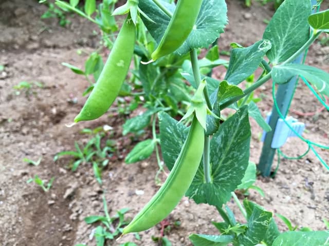 スナップエンドウ