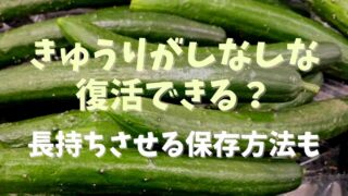 きゅうりのしなしなは復活できる？長持ちさせる保存方法も！