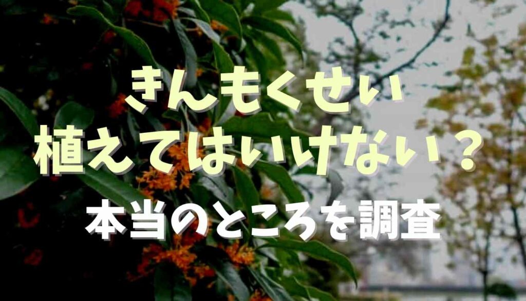 金木犀は植えてはいけない 理由と本当のところを調査 るーののブログ