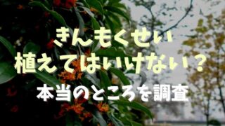 きんもくせい植えてはいけない