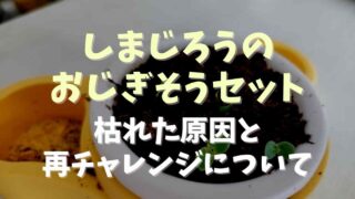 しまじろうのオジギソウが枯れた！再チャレンジ方法は？