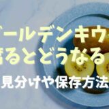 ゴールデンキウイは腐るとどうなる？見分け方や保存方法も紹介