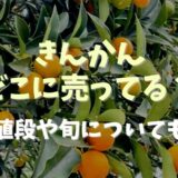 きんかんはどこに売ってる？値段や旬についても