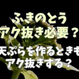 ふきのとうアク抜きは必要？天ぷらを作るときもアク抜きする？