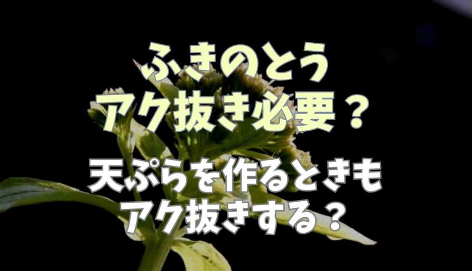 ふきのとうアク抜きは必要？天ぷらを作るときもアク抜きする？