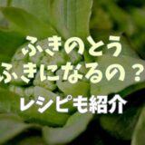 ふきのとうはふきになる？