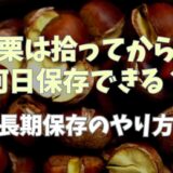 栗は拾ってから何日保存できる？